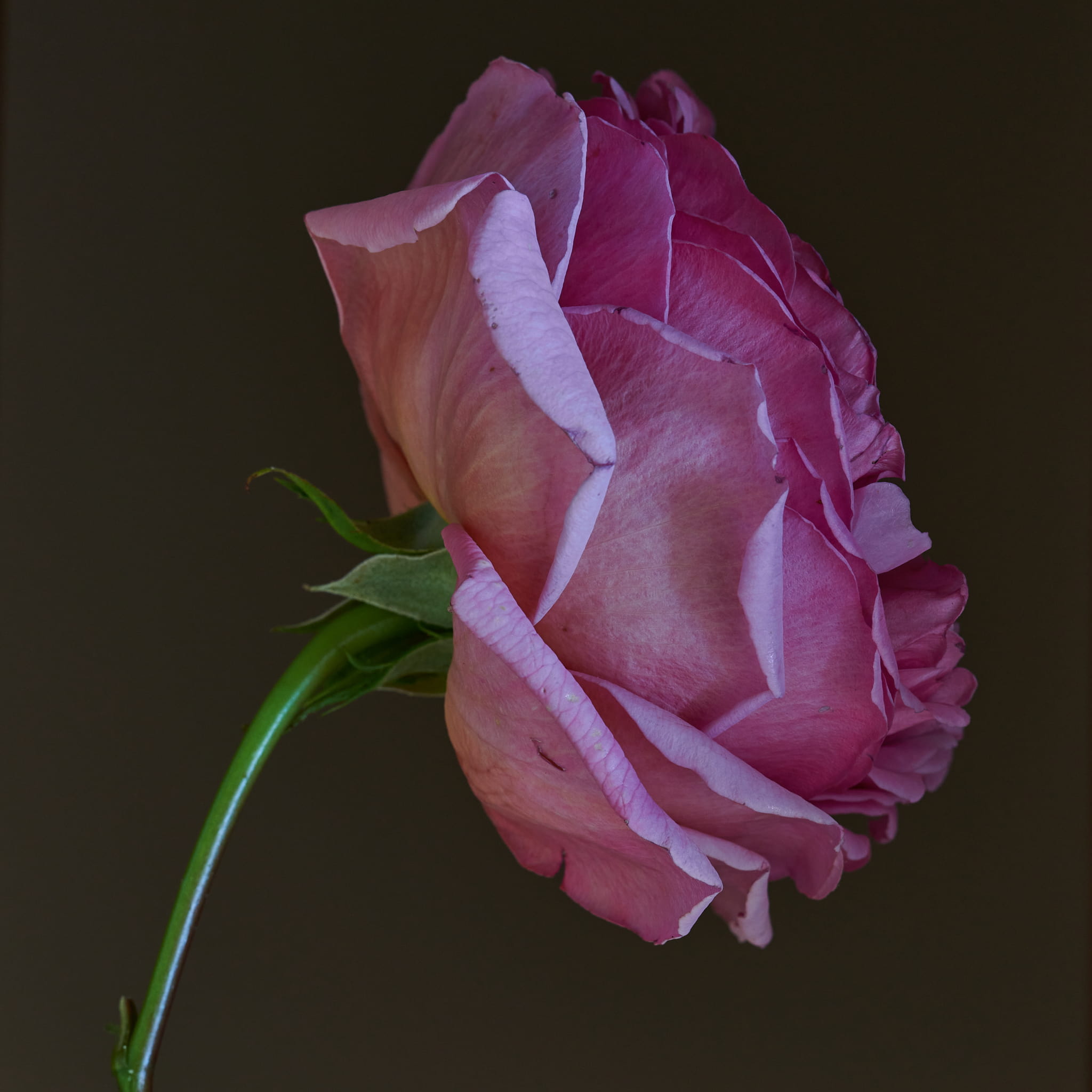 Fine art photograph of a pink English rose by David Austin, captured in a moody low-key style inspired by Dutch still-life paintings.